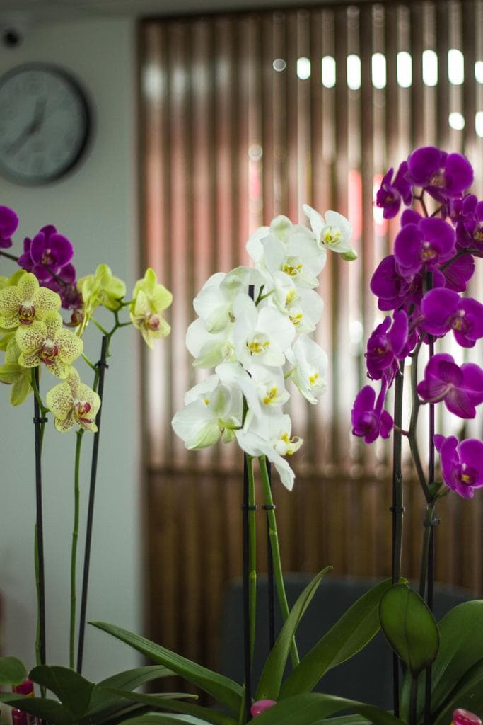 Moonstone Massage & Spa Stanford le Hope photo