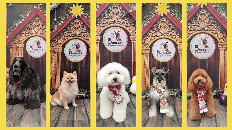 Motitas Peluqueria Canina y Felina Cuenca photo