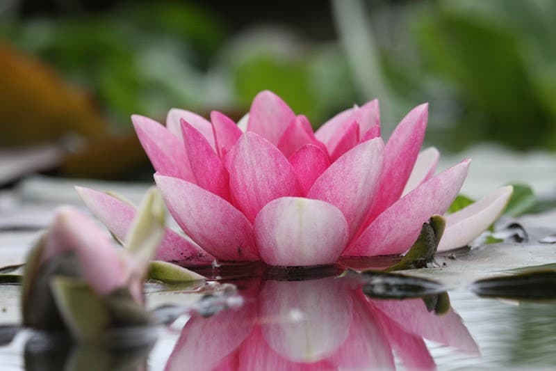 Muehum's thaise massage Maastricht photo