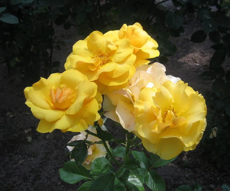 Nakagawa Seiryu Nakagawa City photo