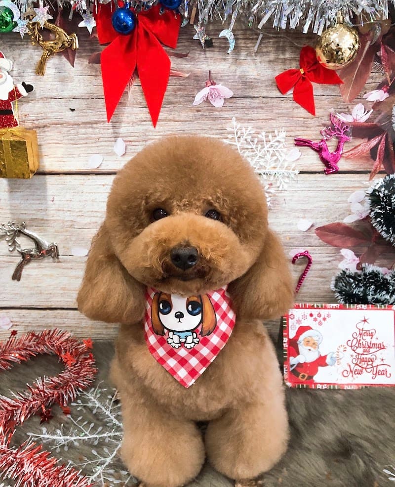 NASA pets spa Huyện Nhà Bè photo