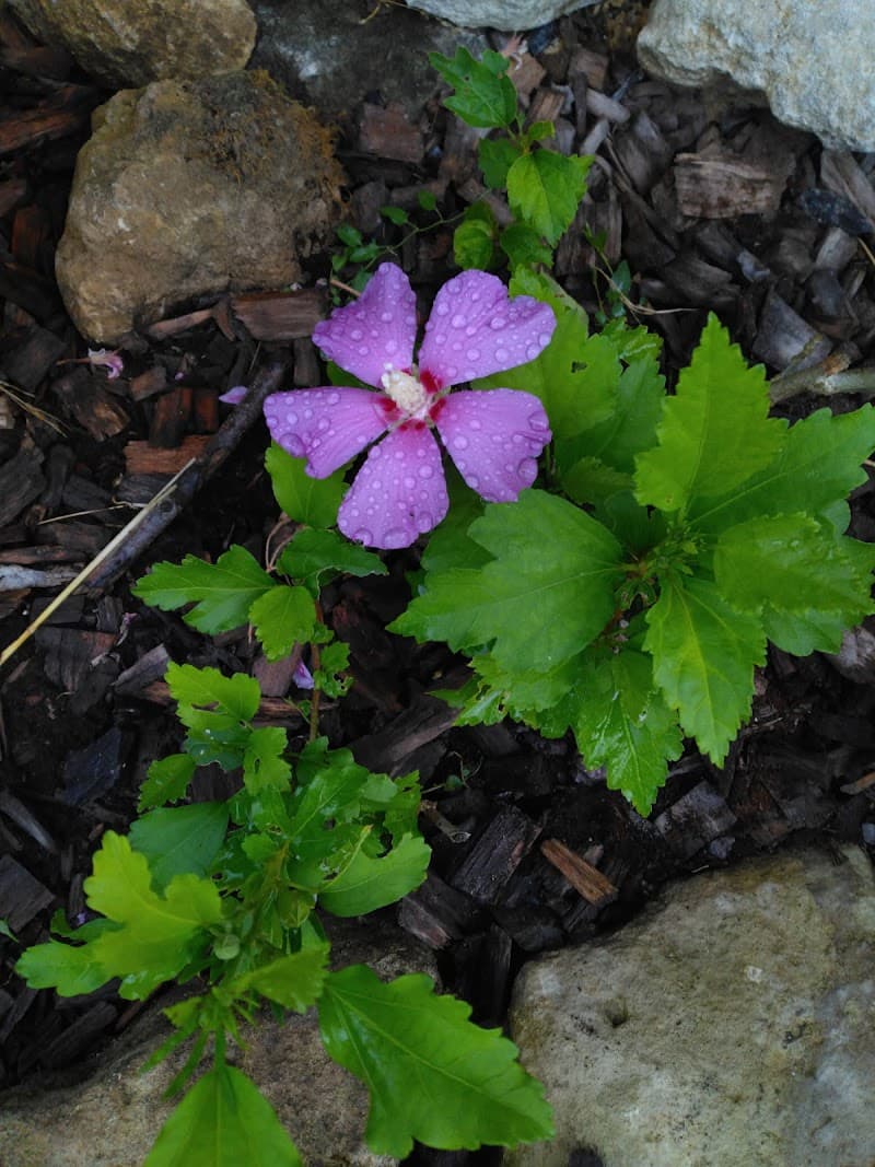 Naturez-vous Foussais-Payré photo