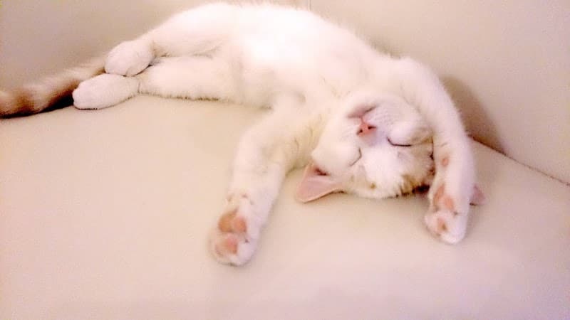 Nemureru Hogushi-dokoro Utatane Kagurazaka Main Store Tokyo photo