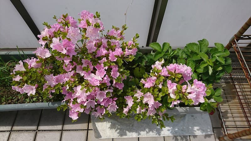 Nianuovo Sakai City Kita Ward photo