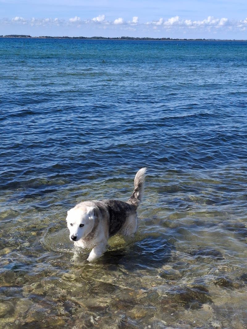 Nita Marskot - Hundemassage, Kranio Sakral Terapi & Healing - Vissenbjerg photo