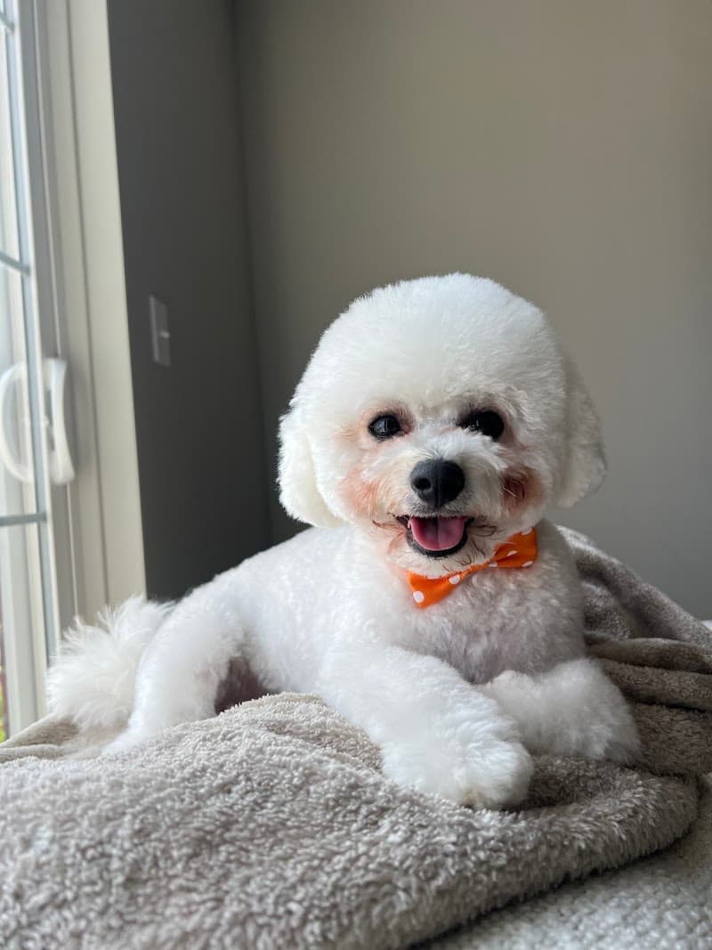 Noble Dog Shoppe & Spa HOWELL photo