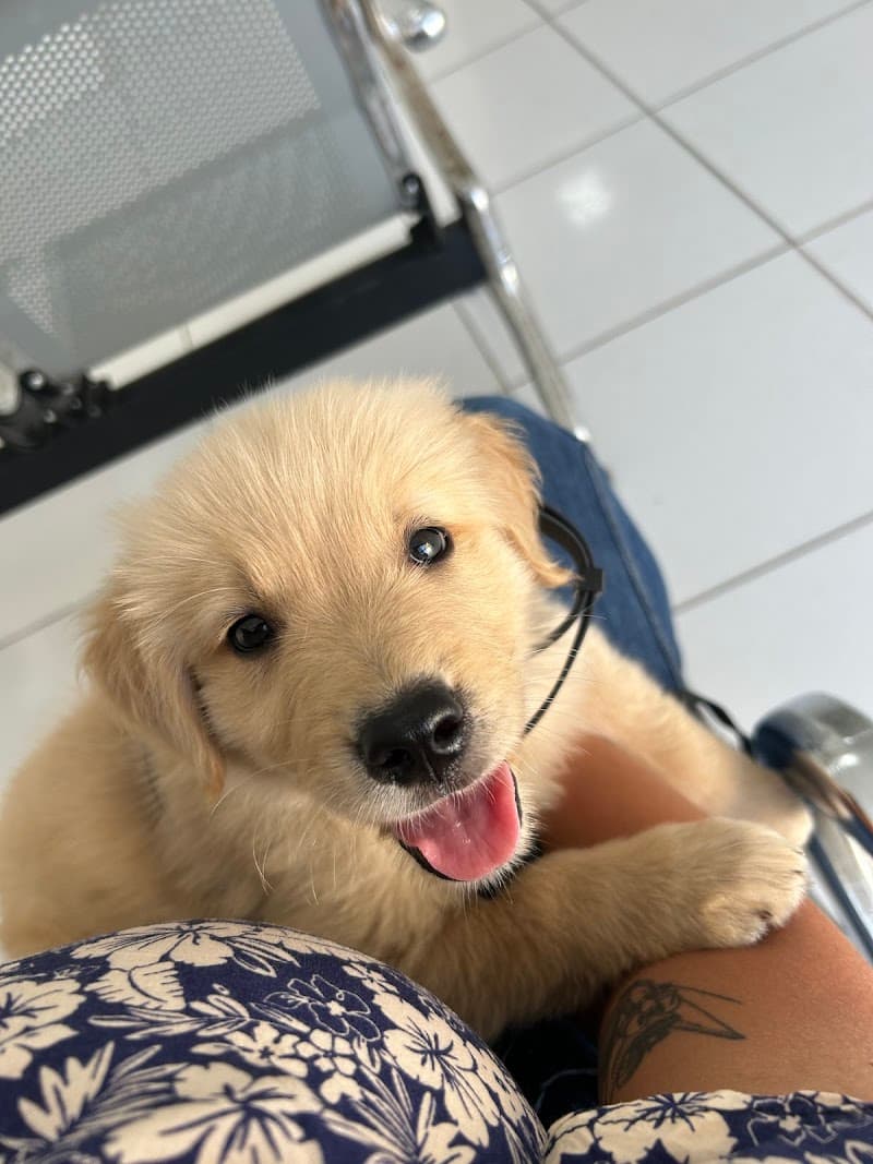 O Mundo dos Cães São Paulo photo