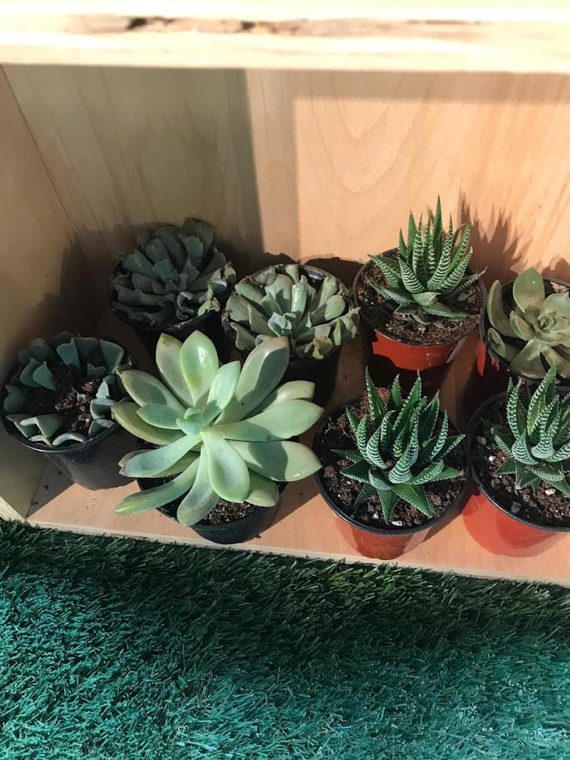 Oasis of Serenity Day Spa Sangre Grande photo