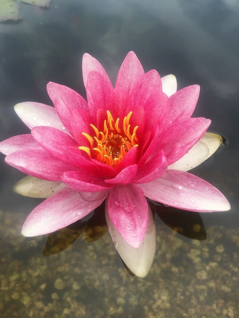 Ocean's Blue Massage Bovenkarspel photo