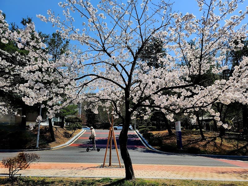 Olive Young Chungnam National University Main Gate Branch Daejeon photo