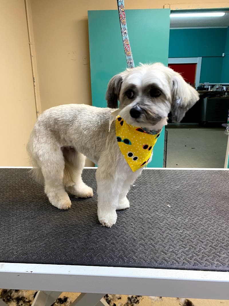 Ooh La La Doggy Spa South Williamson photo