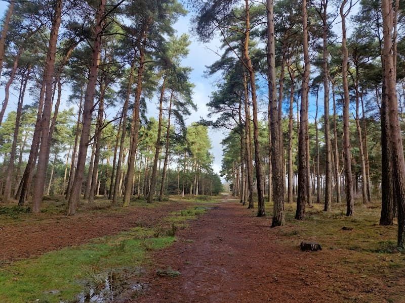 Ostlers Plantations Woodhall Spa photo