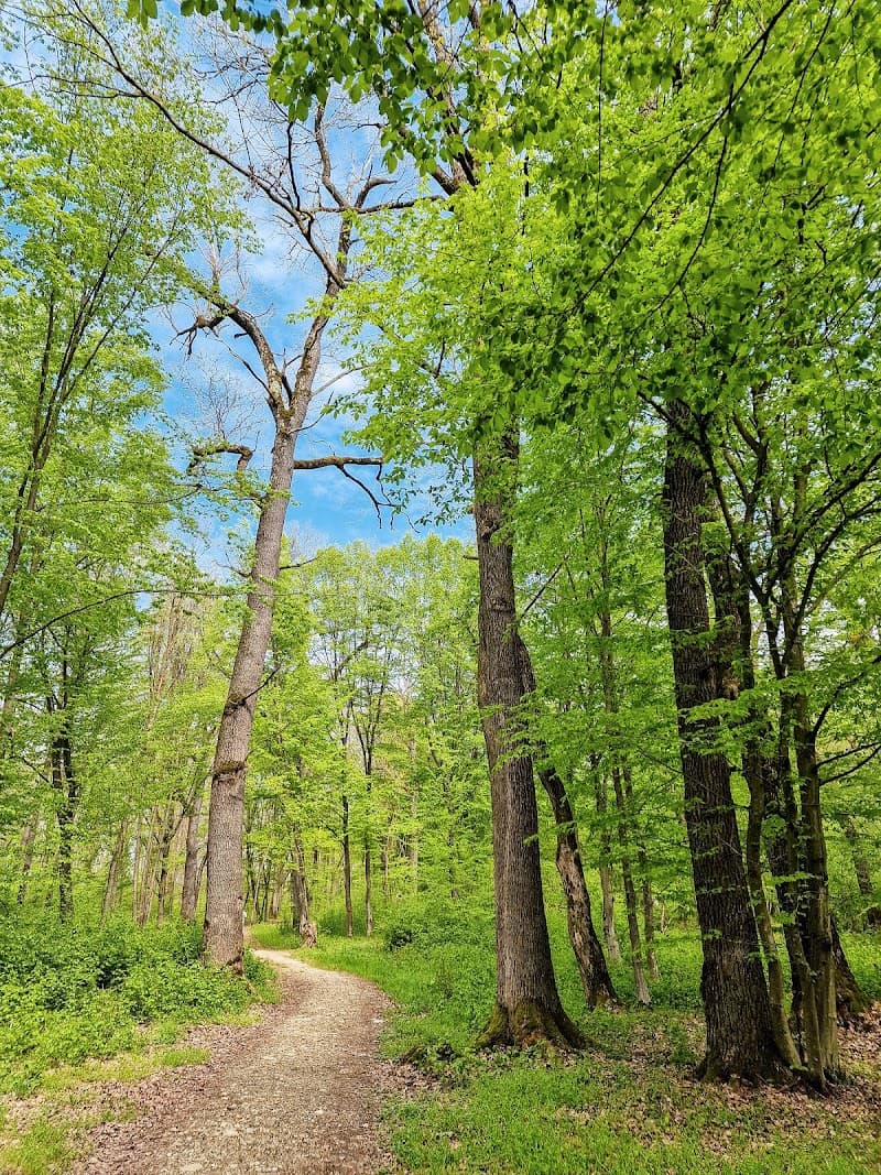 Parcul Englezesc Selimbar Șelimbăr photo