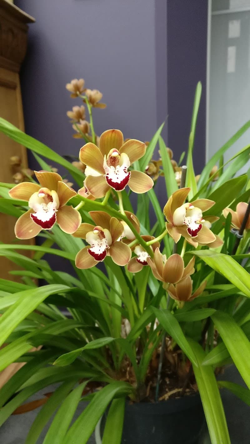 Passion Shiatsu La Louvière photo