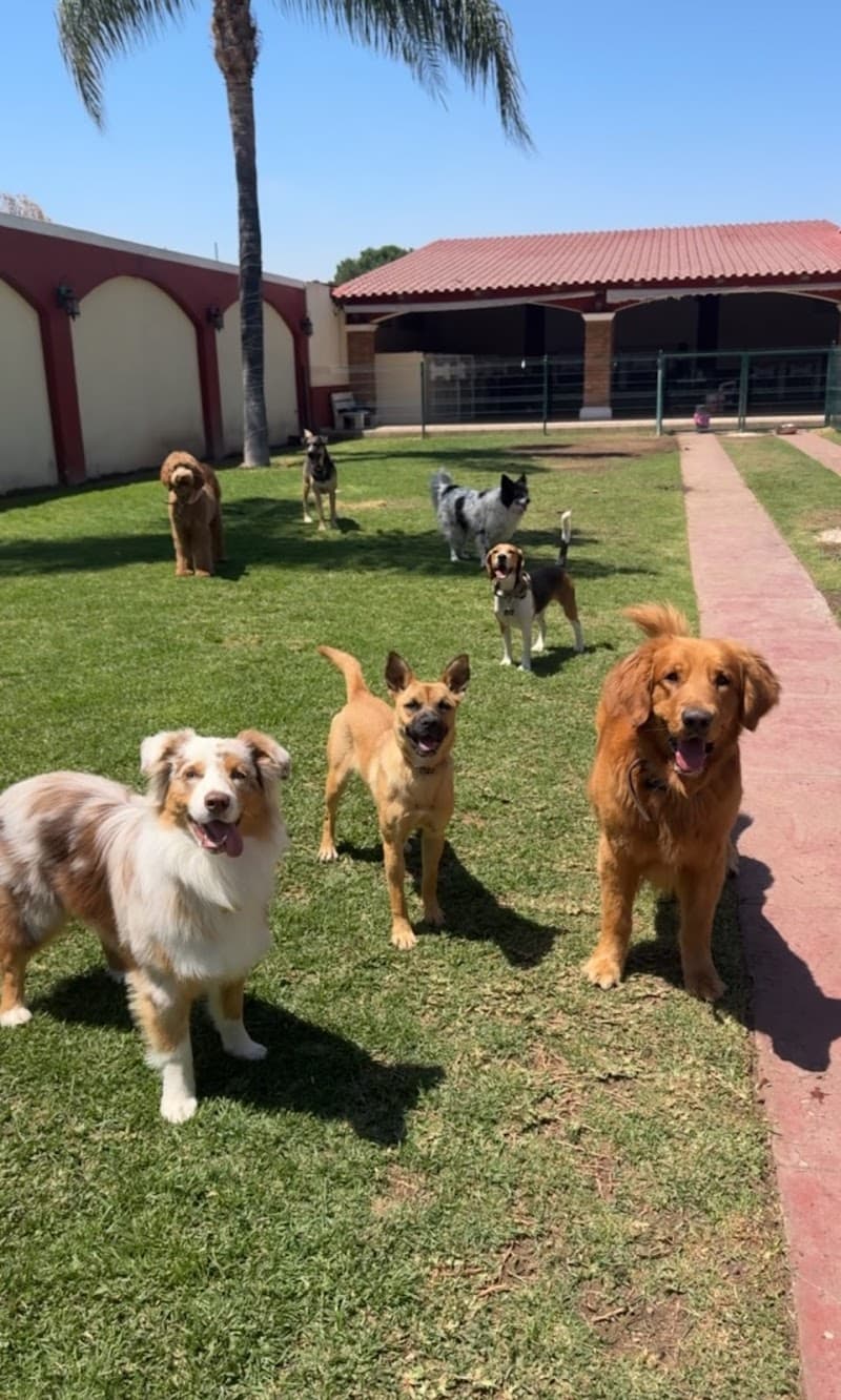 Pawfect Stay Zapopan photo