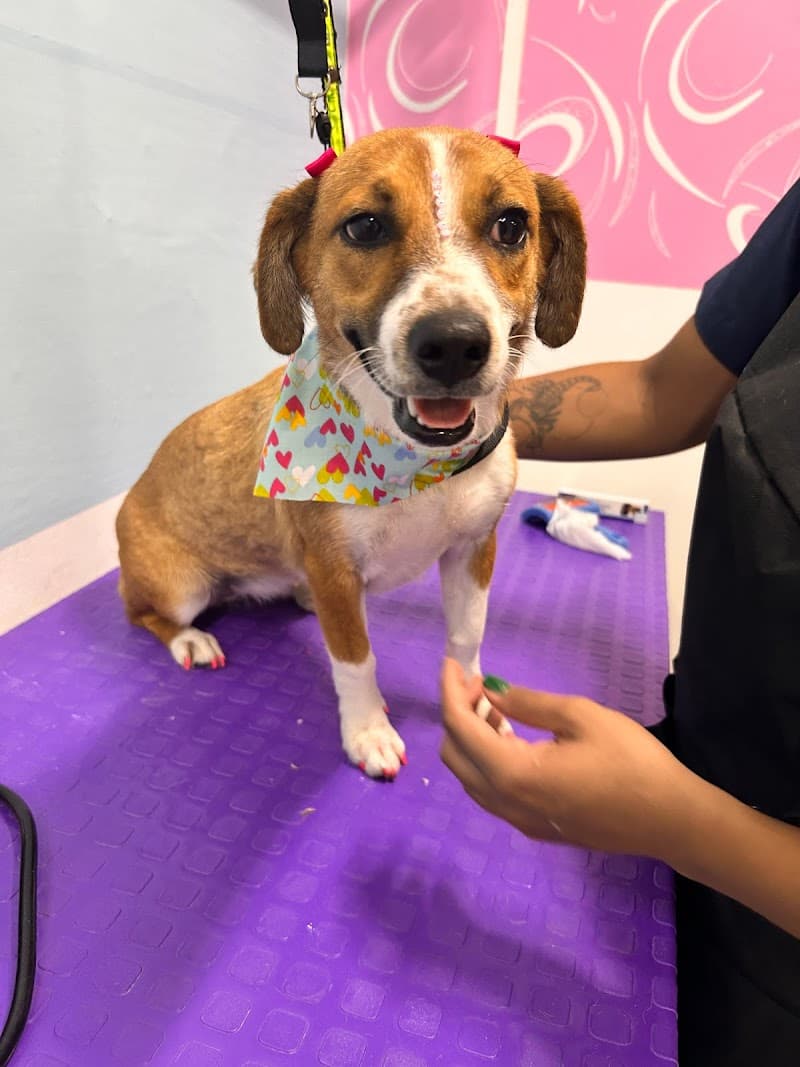 Peluquería canina y felina motitas Palmira photo