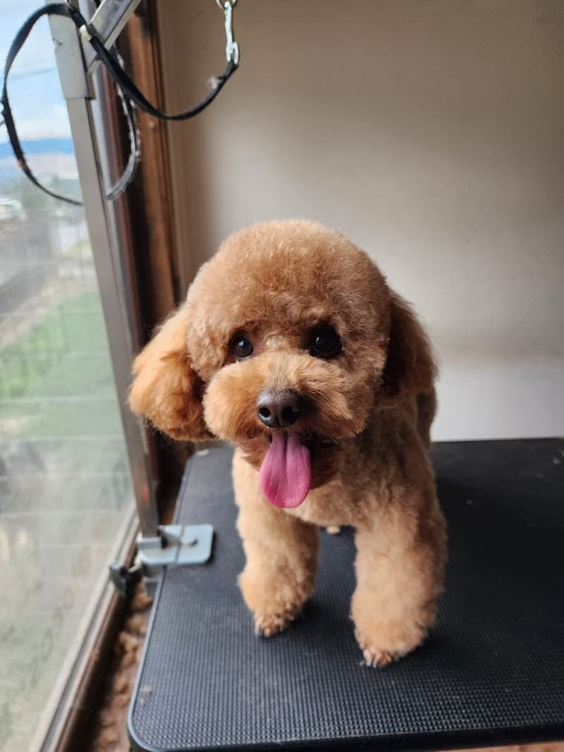 Peluquería Salón Spa Canino Pelusa Coyhaique photo