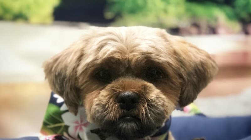 Pet Envy Salon & Spa LLC Spring Hill photo