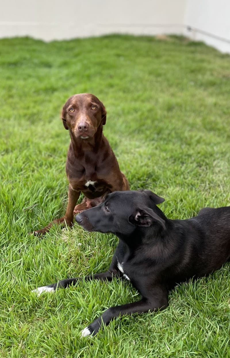 Pet Square Boutique & SPA Porto Alegre photo