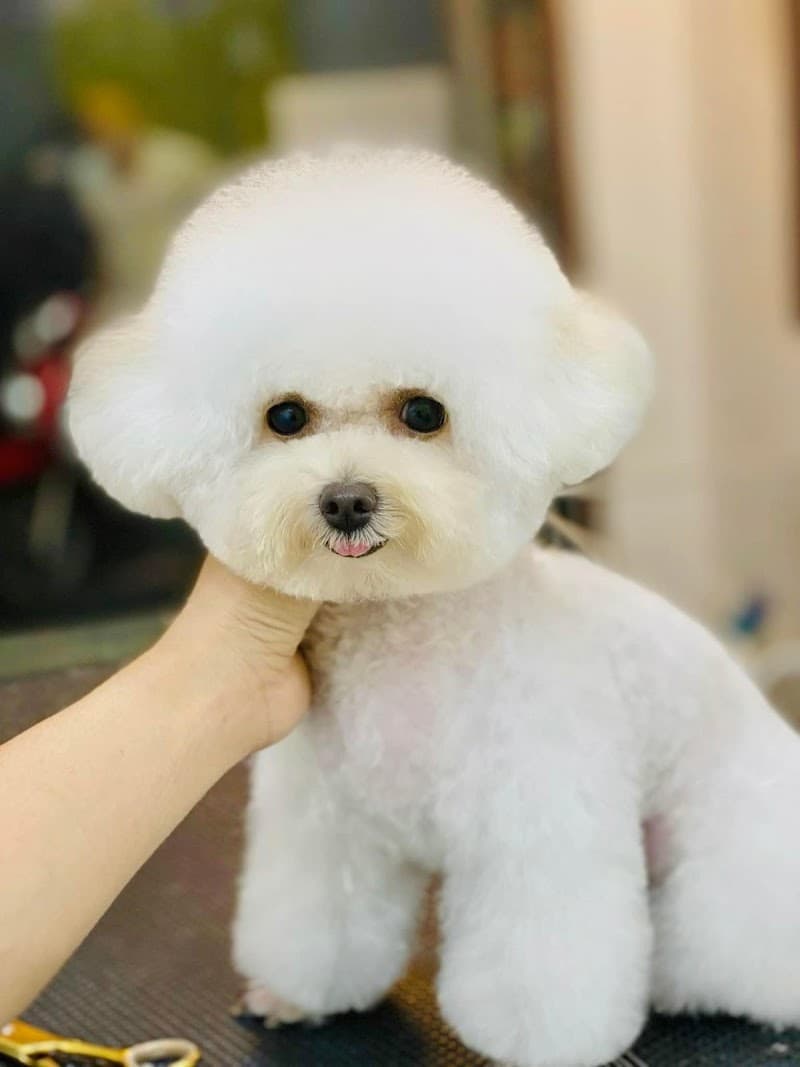 Phòng khám Thú y TH pet Huyện Tiền Hải photo