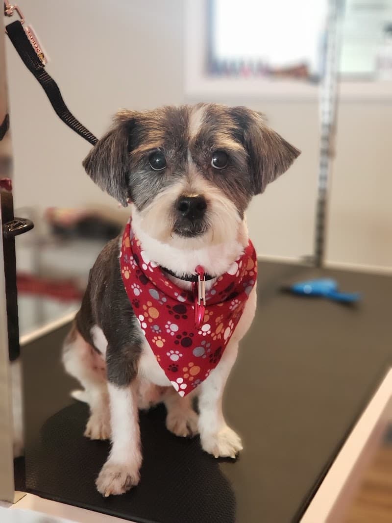 Pittsburgh Dog Spa photo