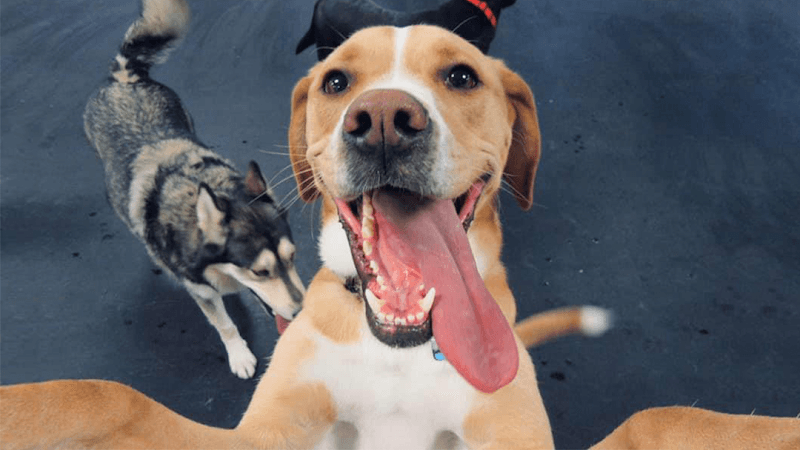 Playful Paws Pet Sitters Jackson photo