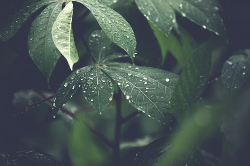 Precise Acupuncture & Massage Armidale photo