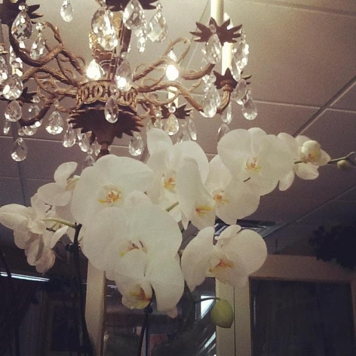 Privee Sanctuary Salon Palm Harbor photo