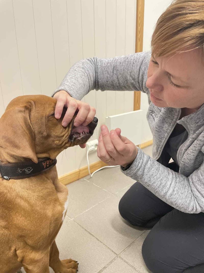 Proff Animal Hestemassasje Jan Erik Geiro Kvernaland photo