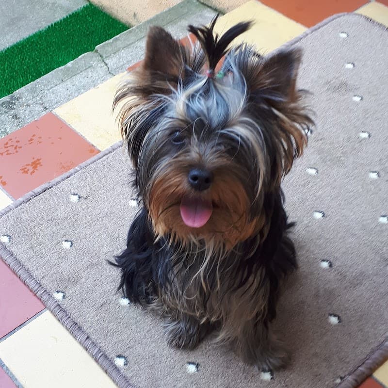 Psí salón Monika Komárno photo