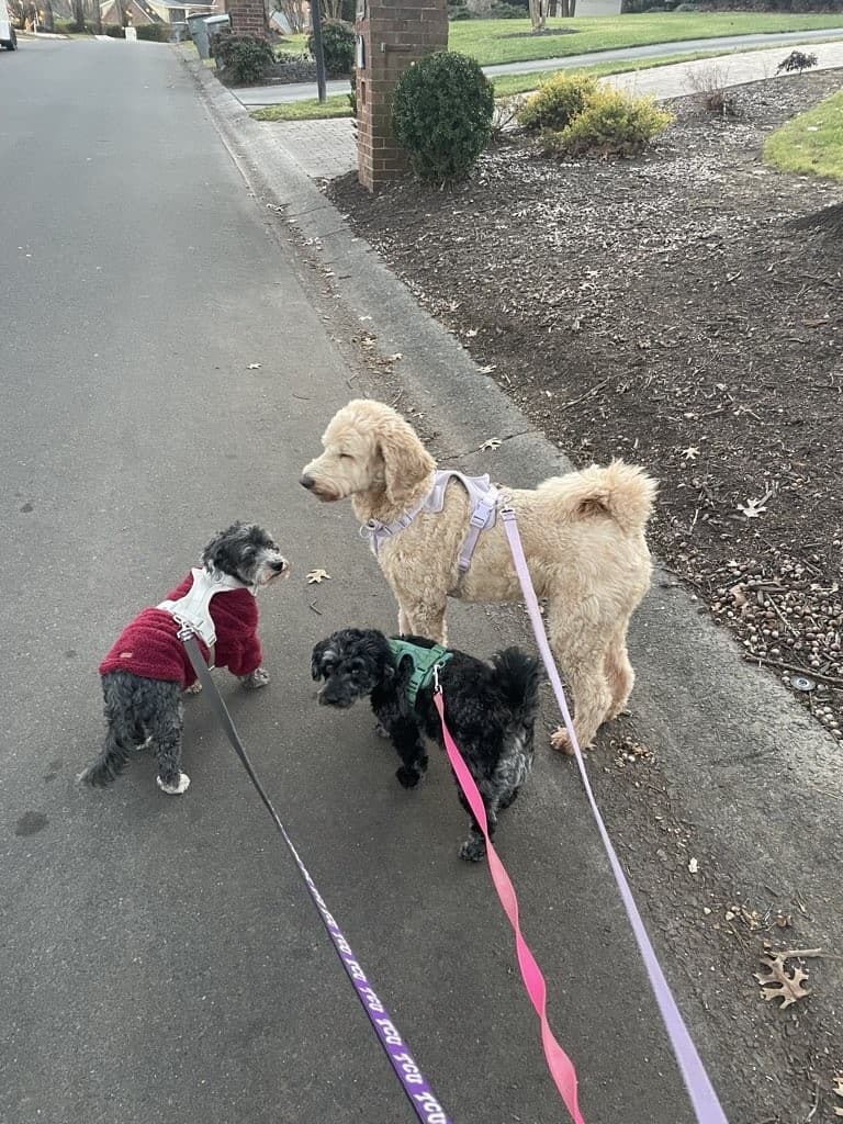 Pup Partner Dog Walkers Charlotte photo