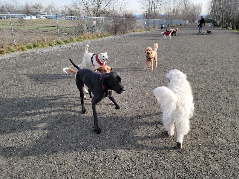Pup Starz Dog Walking Seattle photo