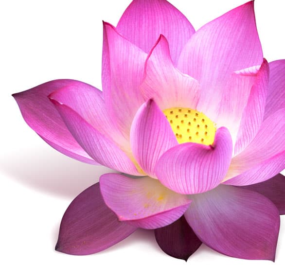 Pure Balance Massage Therapy Morton photo