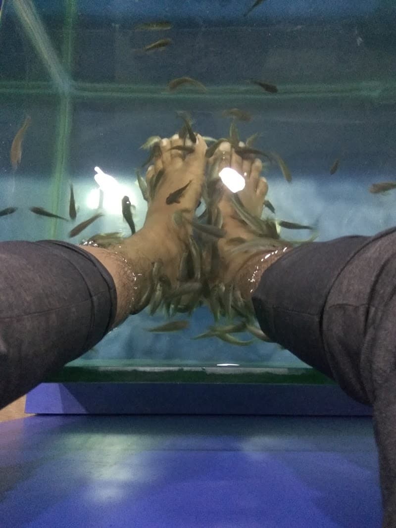 Raaza Fish Spa Kozhikode photo