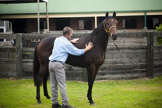 Raymond Bové Remedial Massage for Horses Missabotti photo