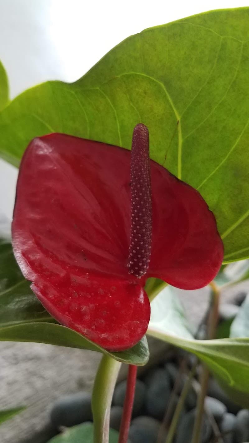 Reef Garden Massage Coral Springs photo