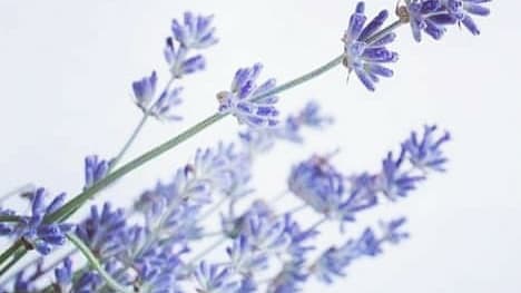 Reflexology and Indian Head Massage Specialist Truro photo