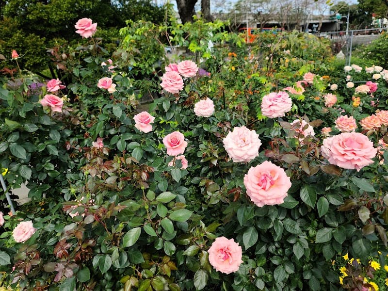 Rosae Daping St photo