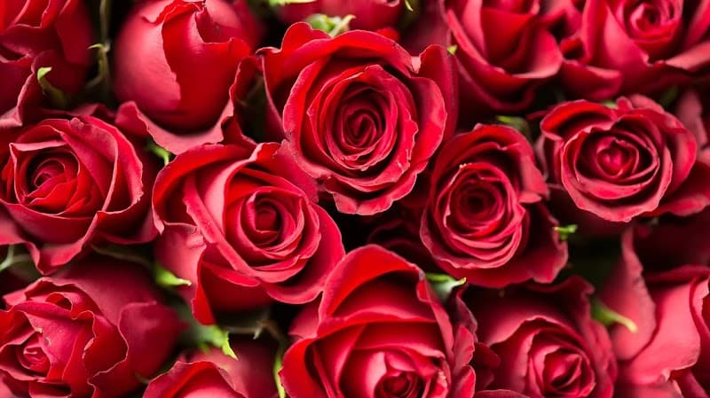 Rose Beauty Kita Ward, Okayama City photo