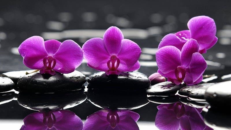 Ruby Celine Beauty and Spa Miami Beach photo
