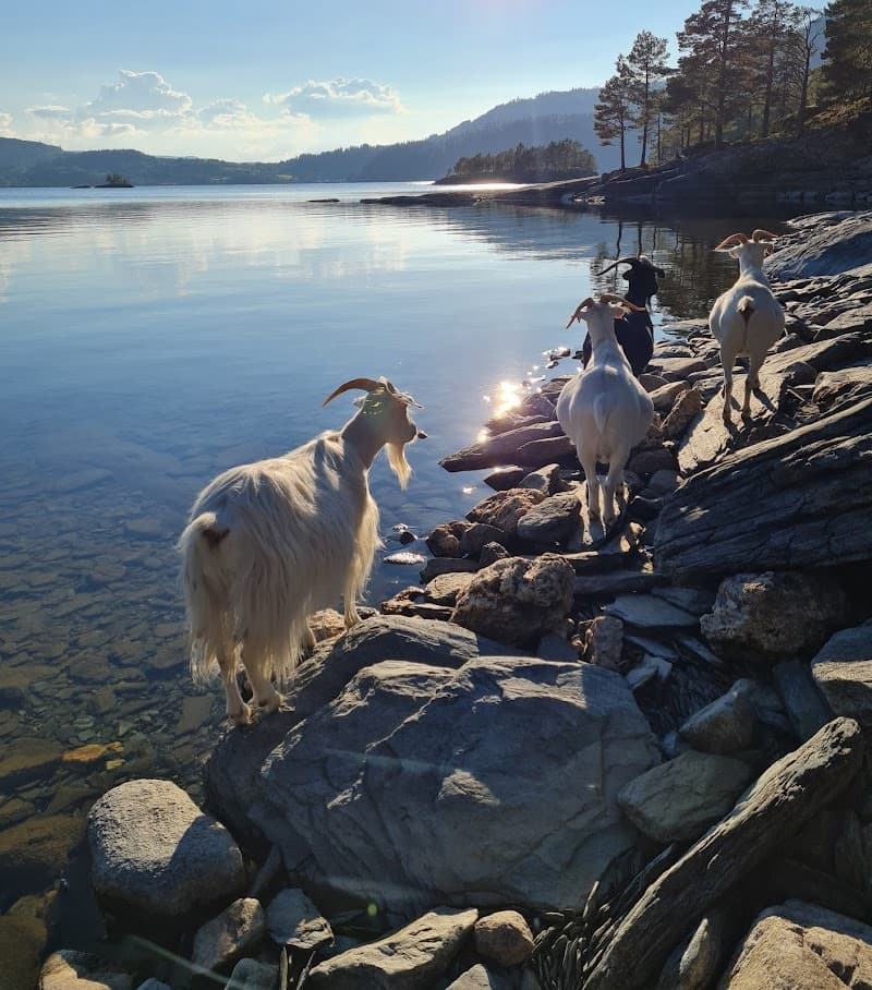 Sagberget Melhus photo