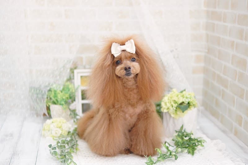 Sallon de famille Nakano Ward photo