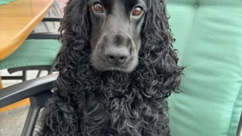 Salon de toilettage Dagmara Nommern photo