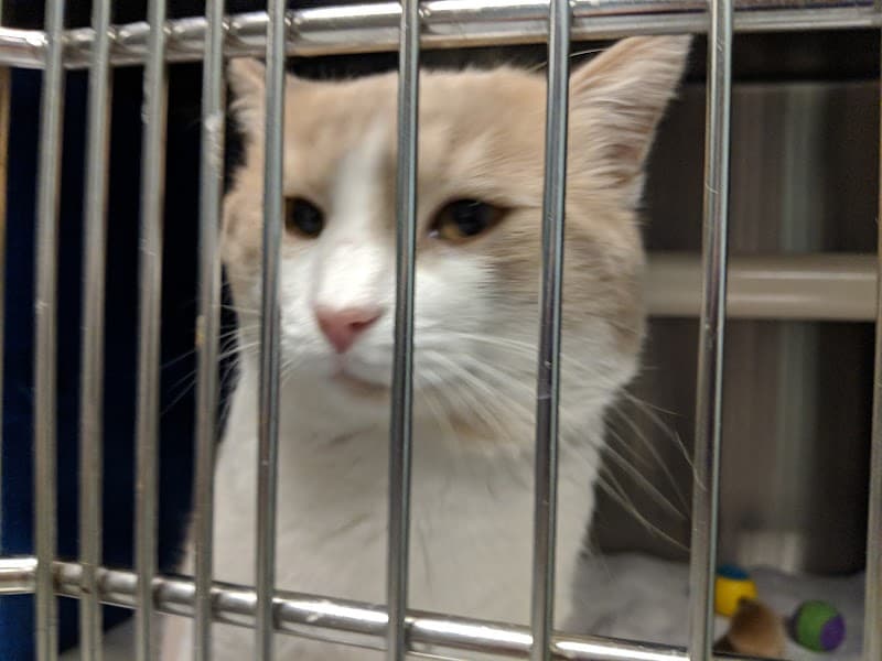 Santa Monica Pet Project Los Angeles photo