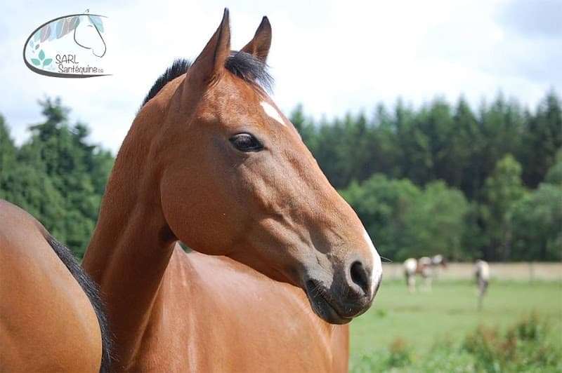Santéquine CG - écurie et massage équin Saillenard photo