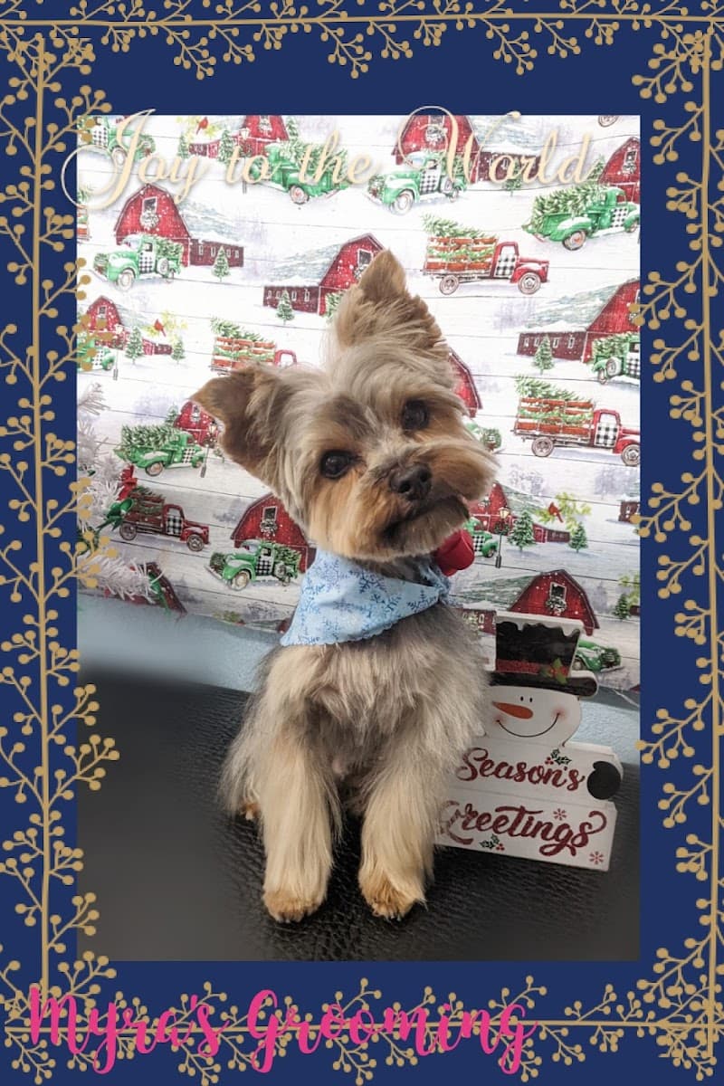 Sarahs Spa For Paws Grooming Salon Fort Stockton photo