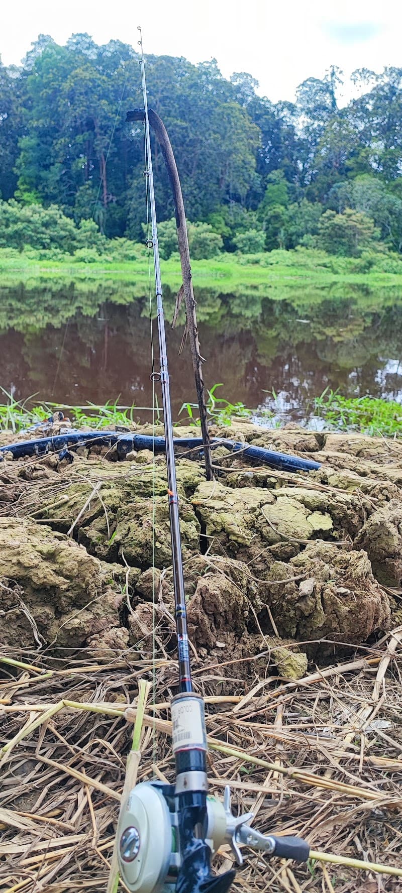 Selesa Urat Tanjung Karang photo