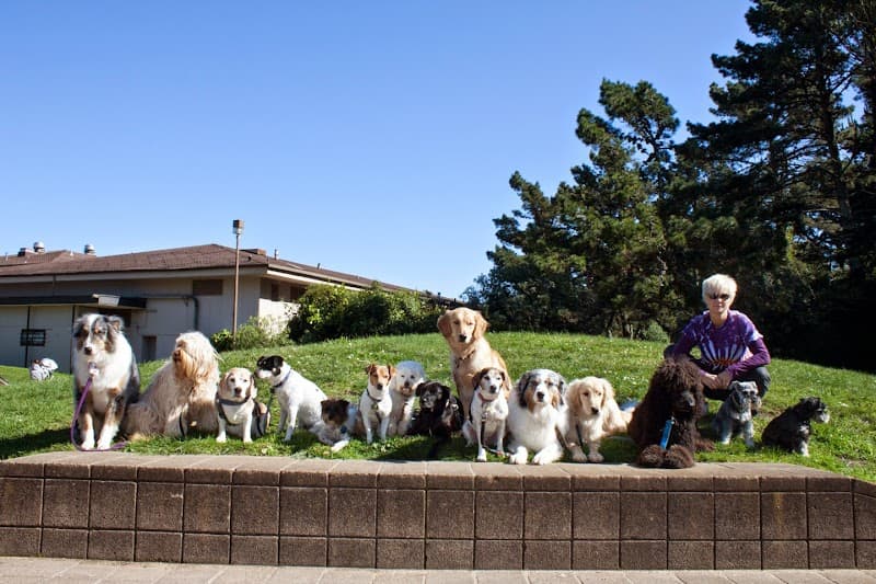 Sf Dog Connect San Francisco photo