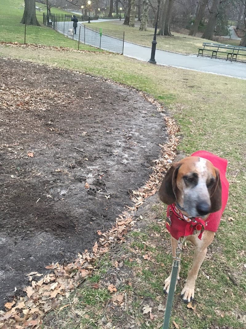 Simon Says Dog Walking And Cat Care New York photo