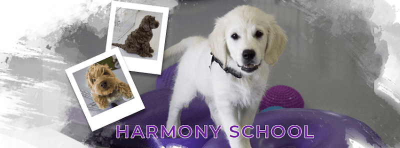 Sit Stay Wag Dog Training Sunnyvale photo